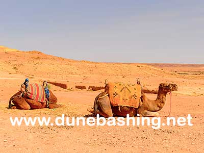 camel desert safari
