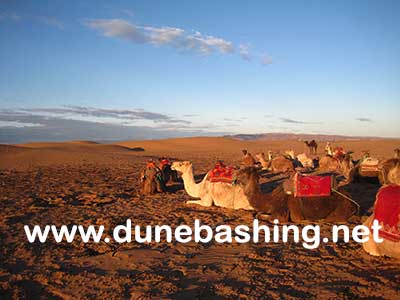 morning camel safari dubai