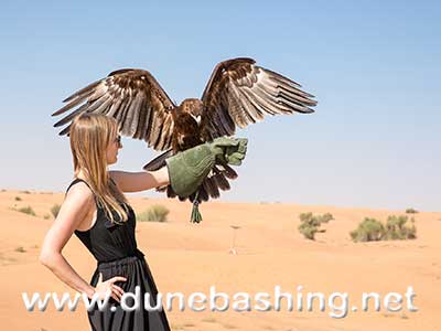 falcon in dubai desert