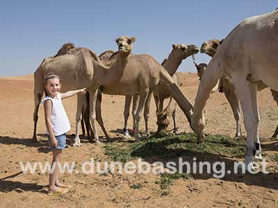 camel ride dubai